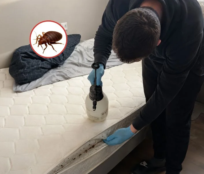 Technicien traitant un matelas contre les punaises de lit à La Ferté-Gaucher